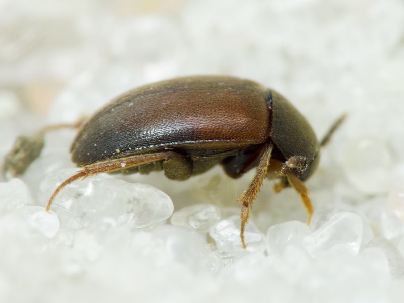 Sciodrepoides watsoni (Spence, 1815)